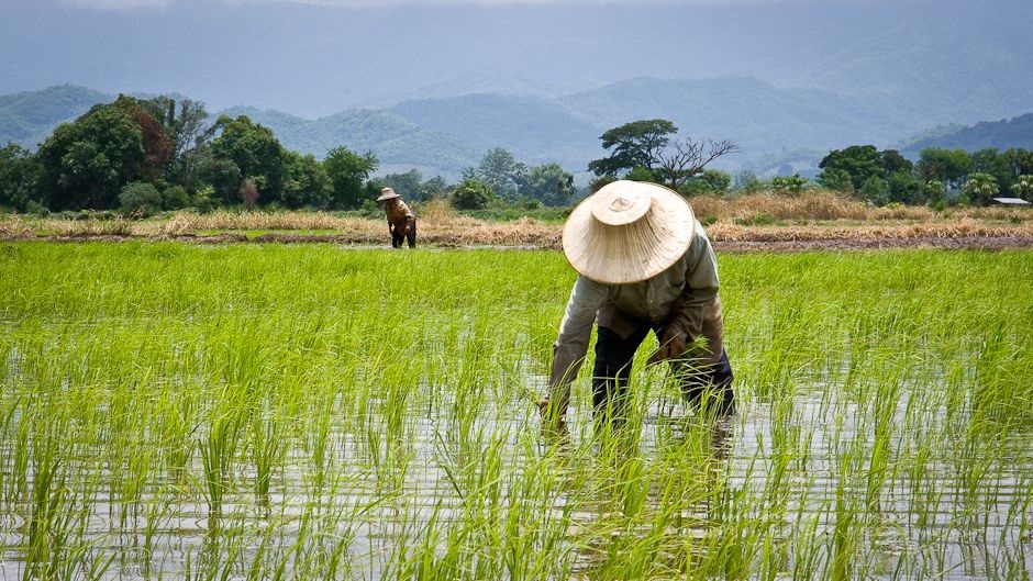 Rice Farm